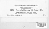 Puccinia eleocharidis image